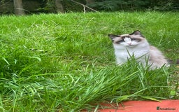 Ragdoll cats for sale: Seal Bicolour Ragdoll - Image 6