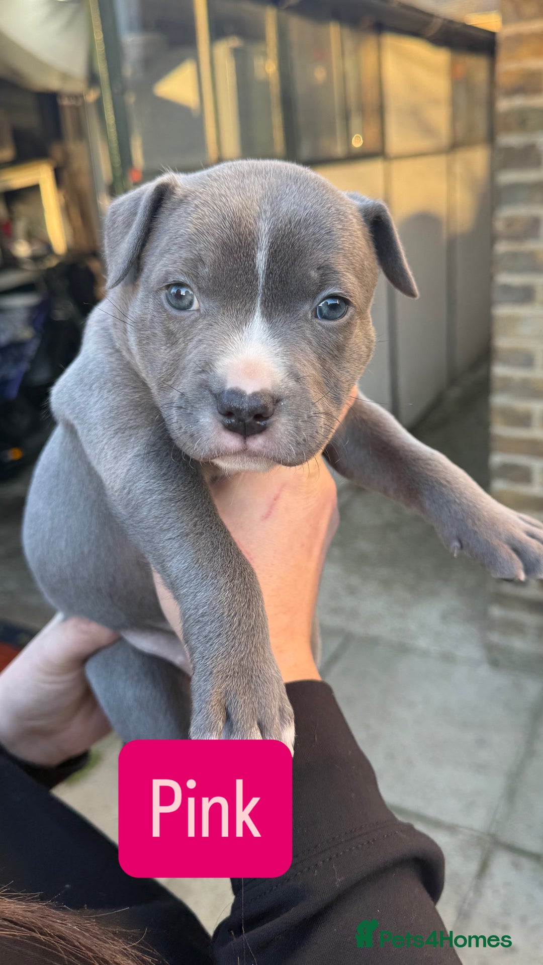 Staffordshire Bull Terrier dogs for sale: Stunning Blue Staffordshire Bull Terrier puppies  - Advert 3