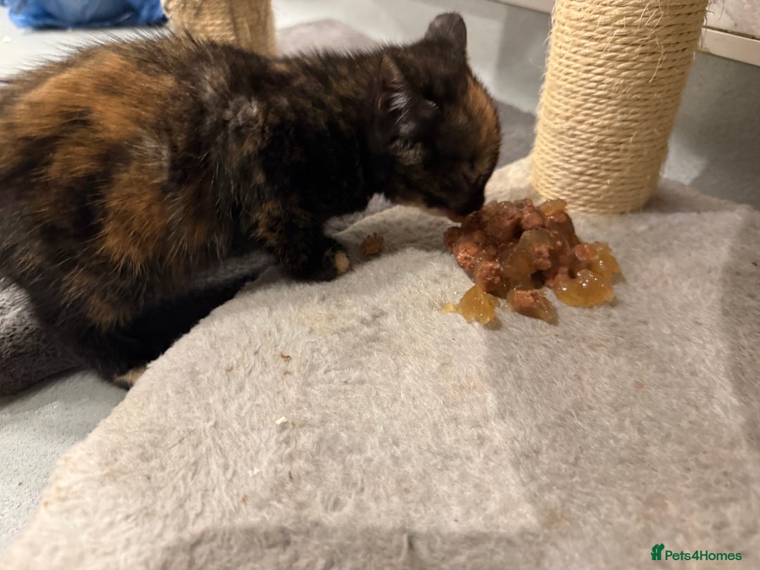 Mixed Breed cats for sale: 2 beautiful kittens left to find a home - Image 11