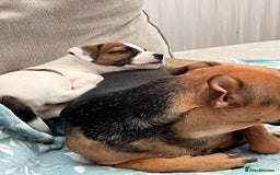 Mixed Breed dogs for sale: Jack Russell boys - Image 4