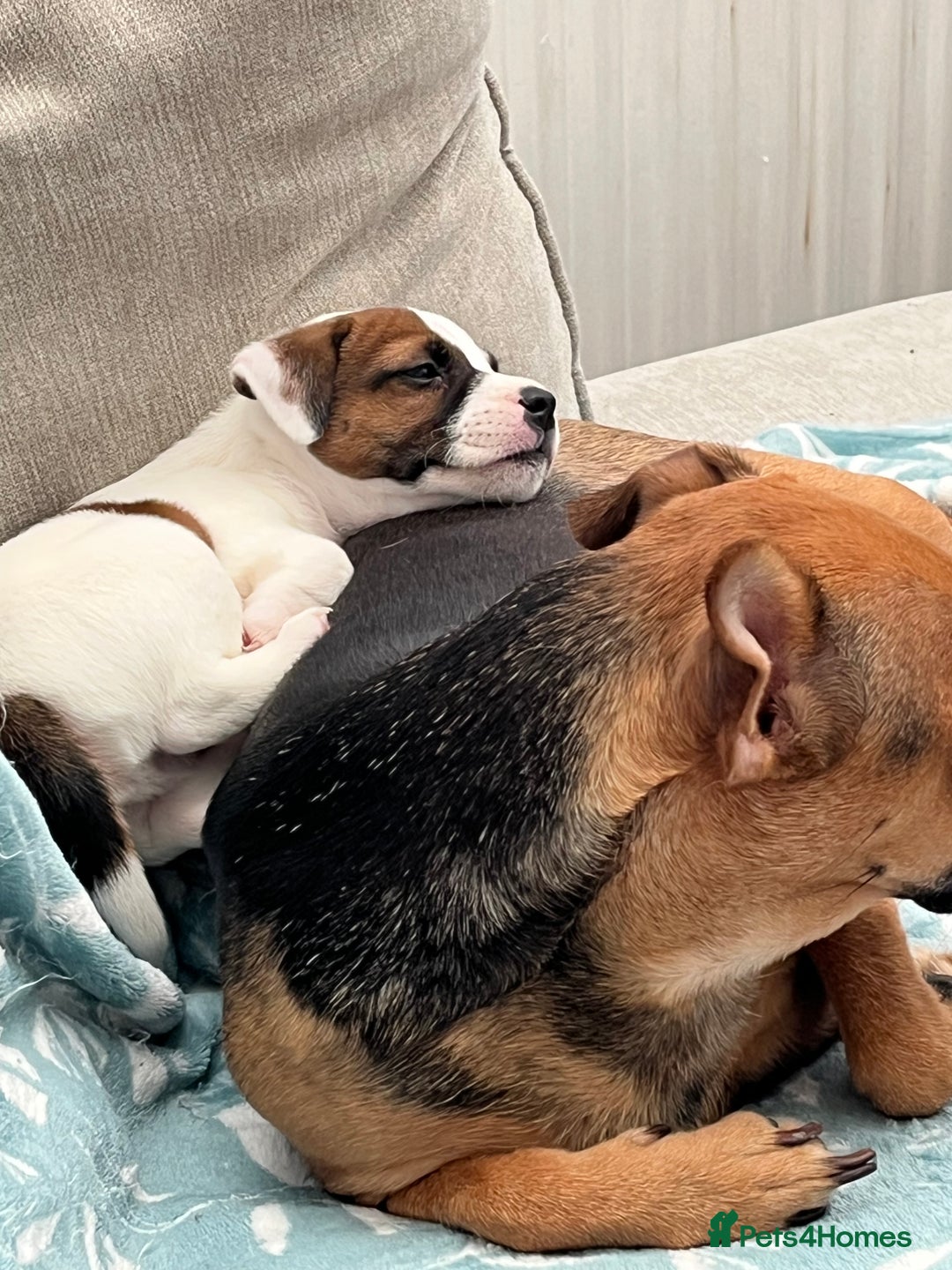 Mixed Breed dogs for sale: Jack Russell boys - Image 4