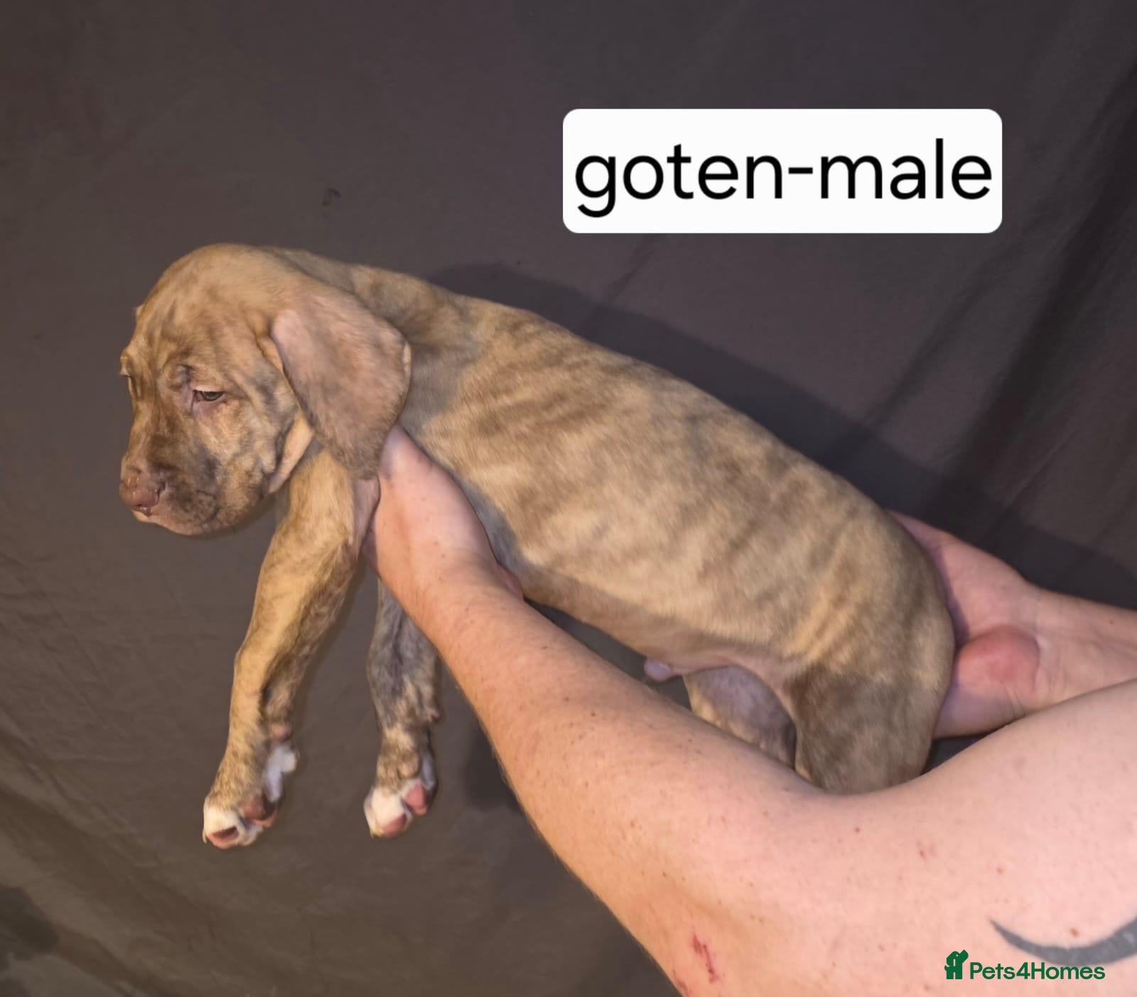 Presa Canario dogs 🏆 Champion Blood Presa Canario puppies READY🏆 - Advert 1