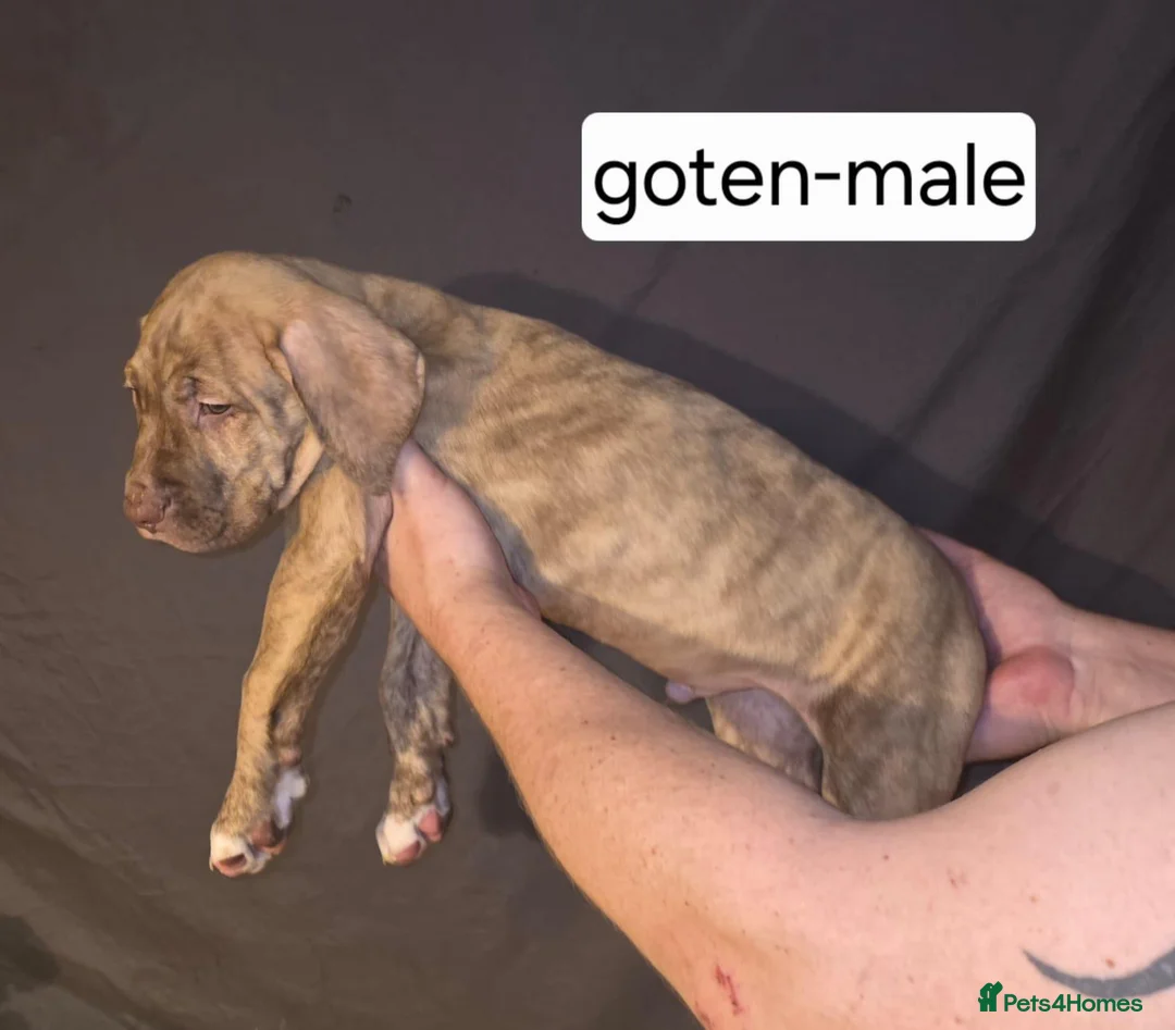 Presa Canario dogs for sale: REDUCED 🏆Champion Blood Presa Canario puppies 🏆  - Advert 2