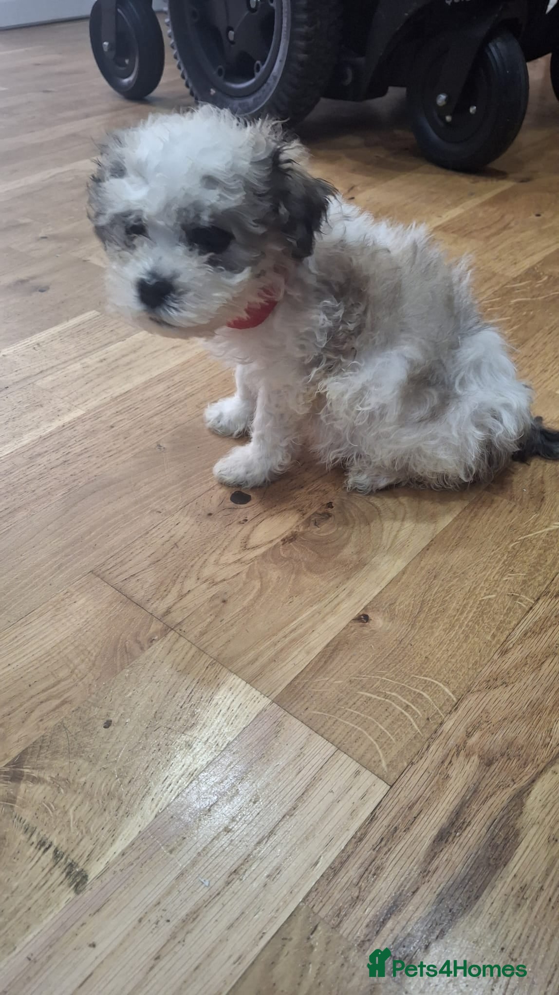 Mixed Breed dogs Shichon  - Advert 6