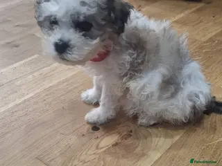 Mixed Breed dogs Shichon - Advert 6