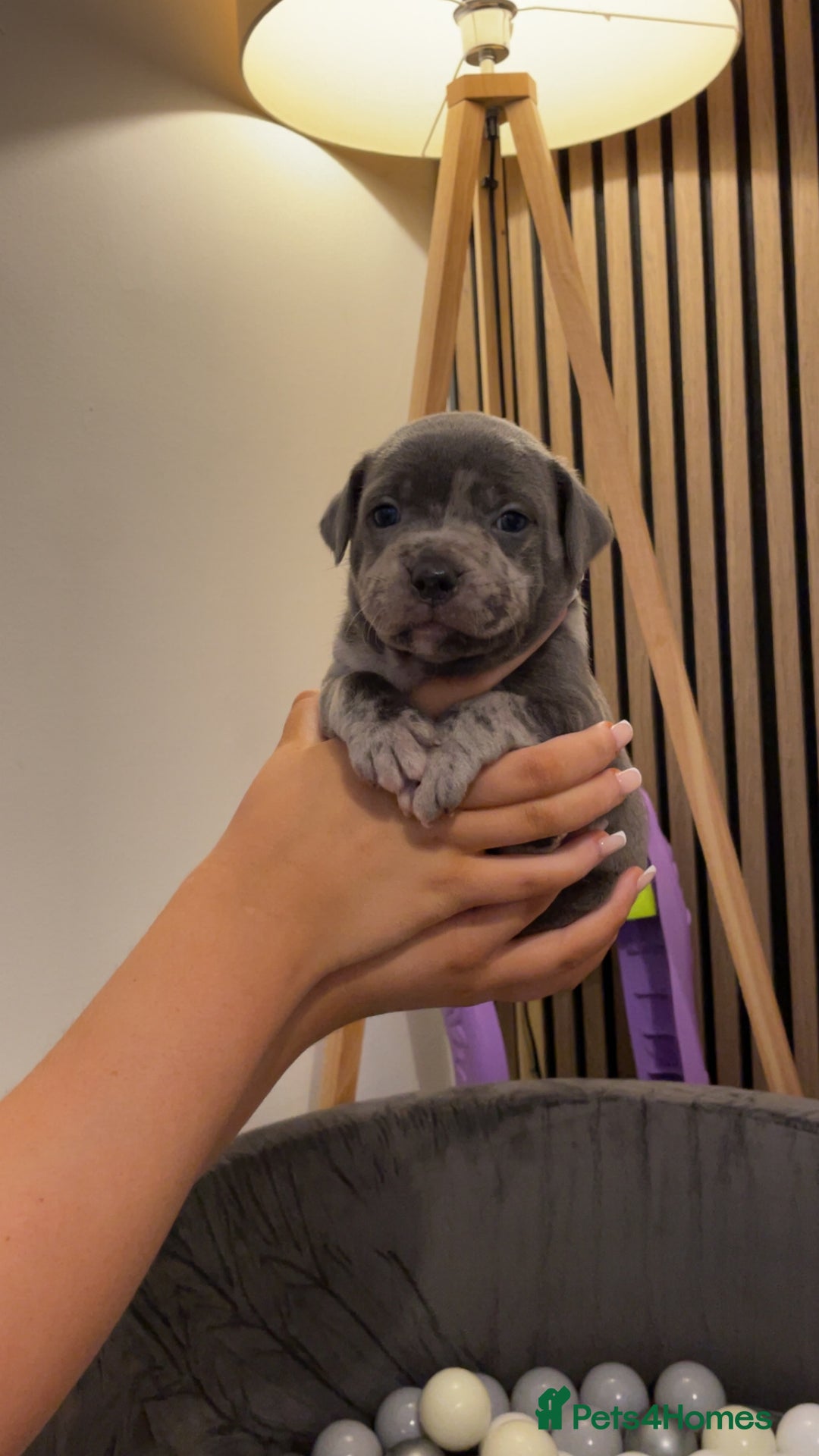 Staffordshire Bull Terrier dogs for sale: Beautiful Staffy puppies ready for a great home - Advert 1