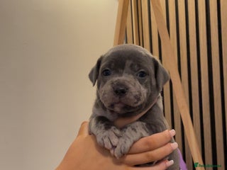 Staffordshire Bull Terrier dogs Beautiful Staffy puppies ready for a great home - Advert 4