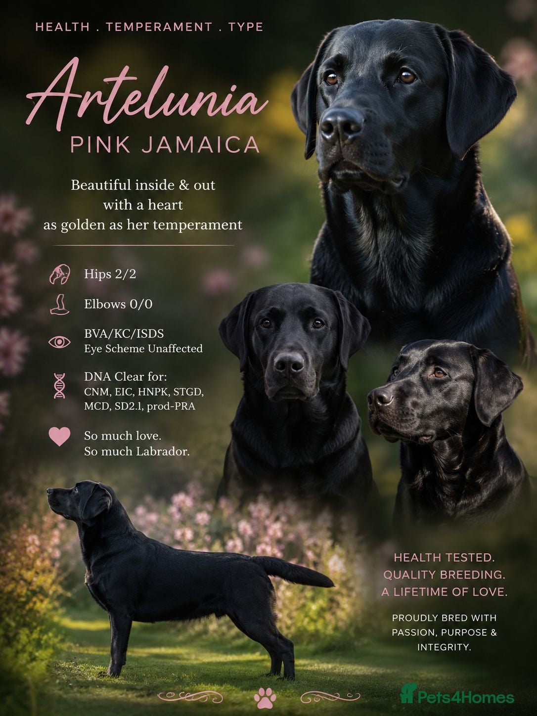 Labrador Retriever dogs  Kc Reg. Labrador Puppies- Waiting List Now Open - Advert 1