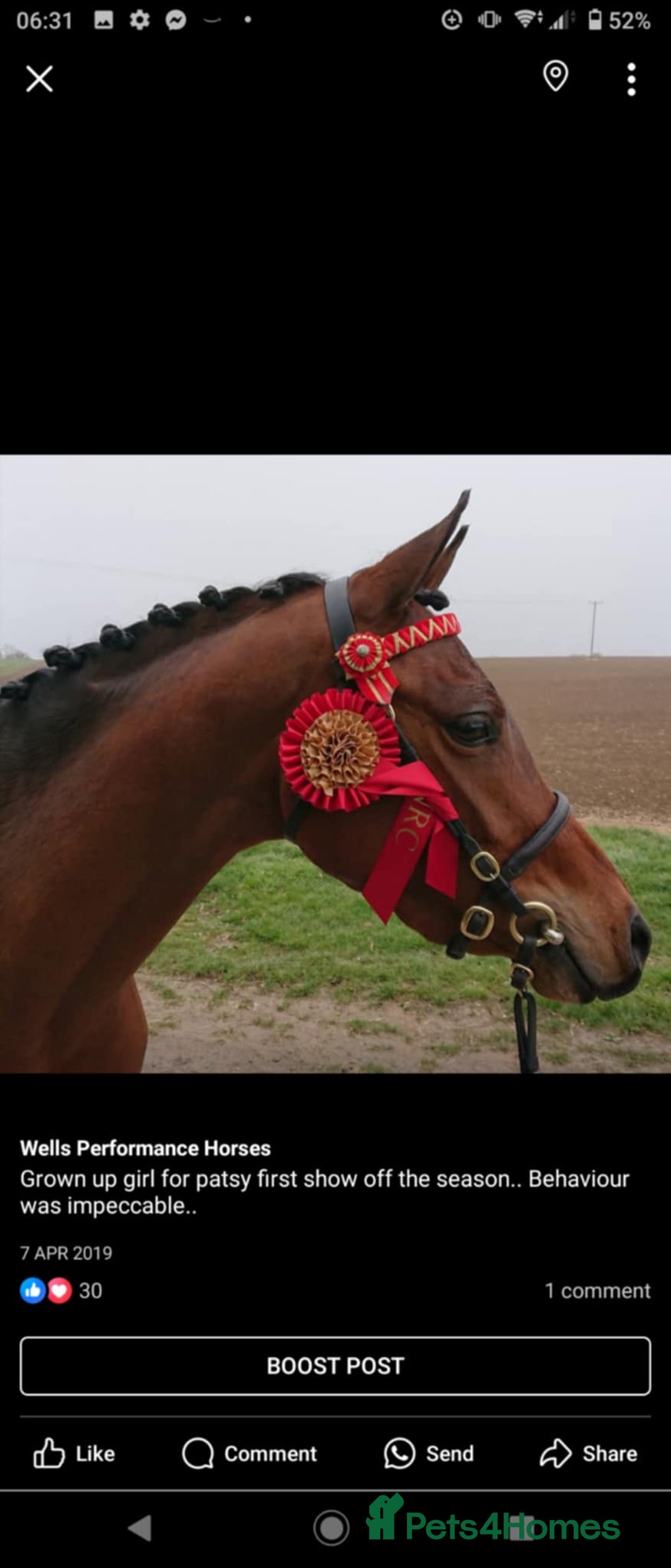 Arabian horse horses for sale: 67% stunning part arab mare prolific in hand - Image 11