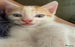 Oriental cats for sale: The Cutest Babies Hand Reared From 2 Weeks - Image 17