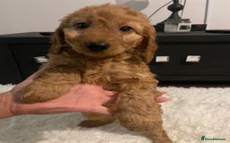 Mixed Breed dogs for sale: Cavapoo puppies  - Image 6