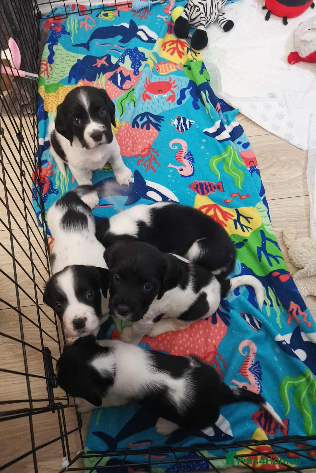 English Springer Spaniel dogs for sale: 🐶 Chunky Springer Spaniel Puppies for Sale! 🏡 - Advert 9