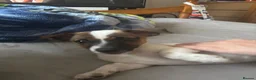 Jack Russell dogs for sale: Puppy 1 in Chatham - Advert 6