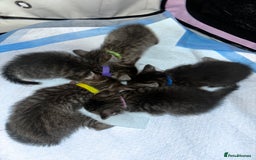 Mixed Breed cats for sale: 5 beautiful tabby kittens - Image 4