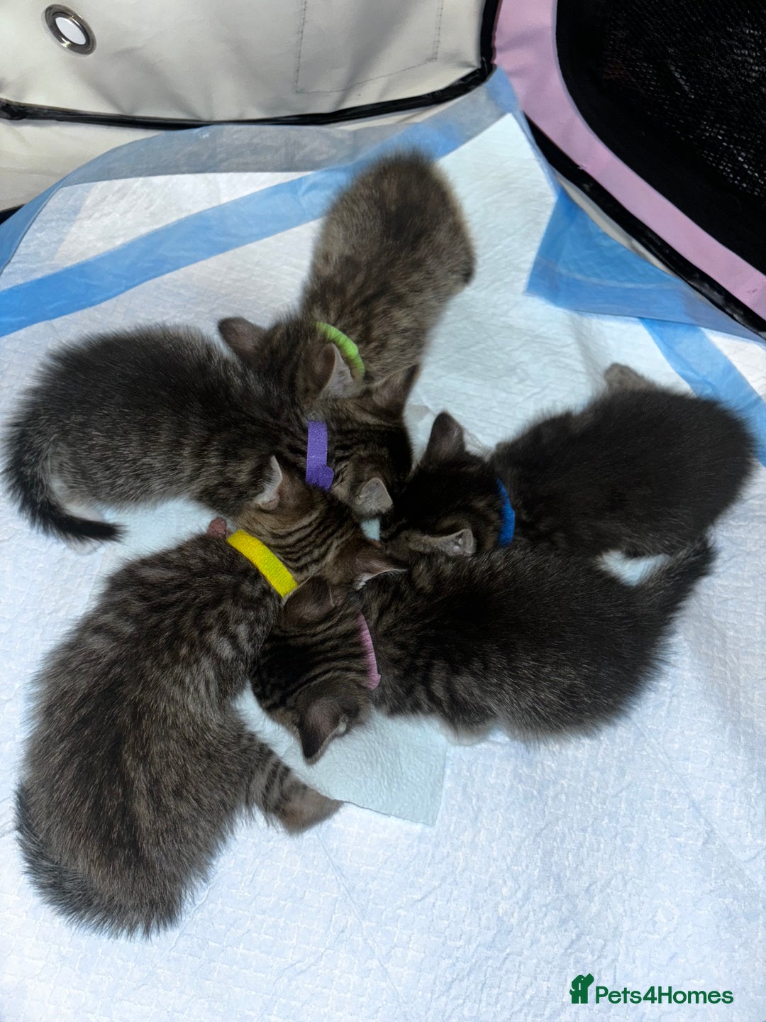 Mixed Breed cats for sale: 5 beautiful tabby kittens - Image 4