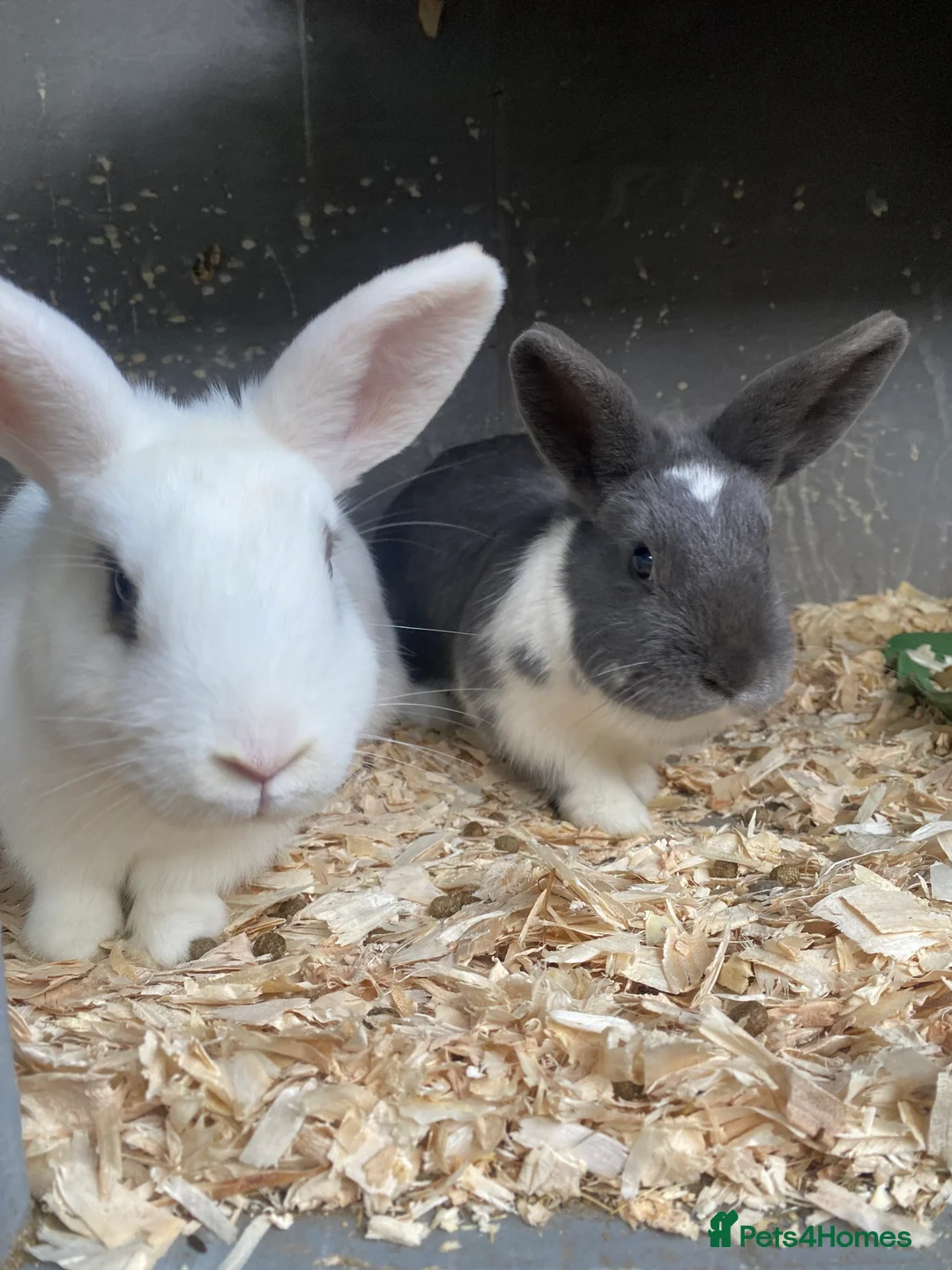 Mixed Breed rabbits for sale: Gorgeous pair of buns - Advert 1