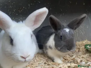 Mixed Breed rabbits Gorgeous pair of buns - Advert 15