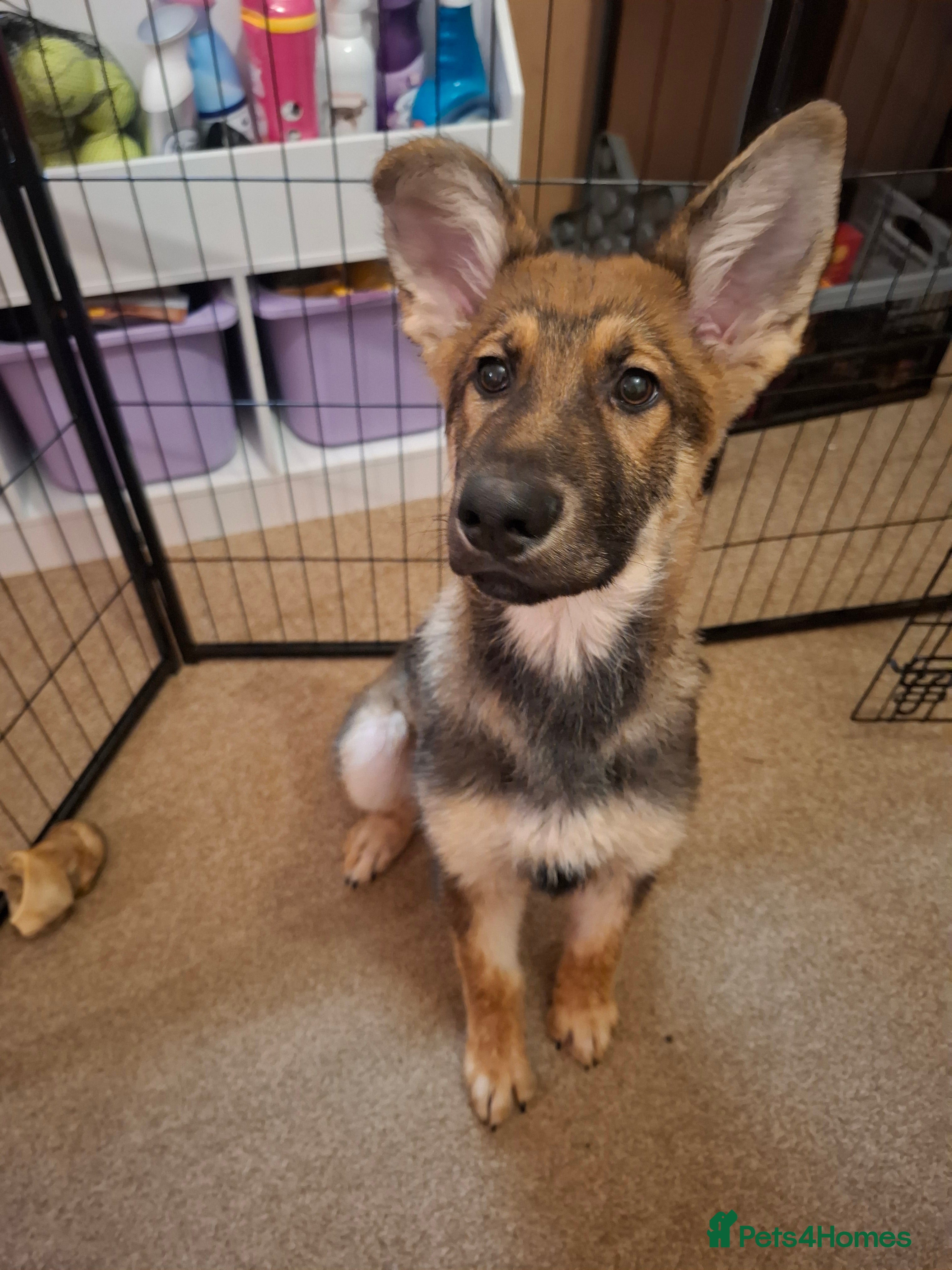 German Shepherd dogs German shepherd boy 4months - Advert 5