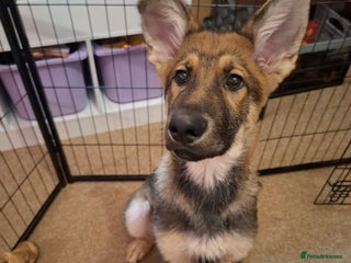 German Shepherd dogs German shepherd boy 4months - Advert 5