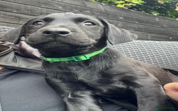 Labrador Retriever dogs for sale: Kc reg black working Labrador puppies  - Image 22