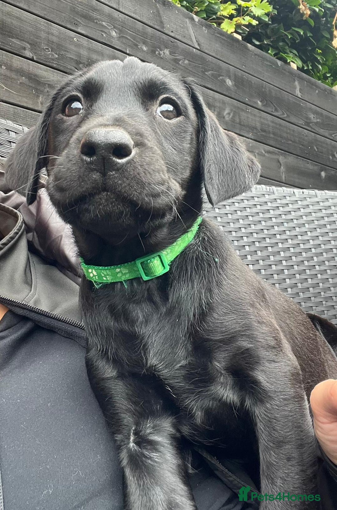 Labrador Retriever dogs for sale: Kc reg black working Labrador puppies  - Image 22
