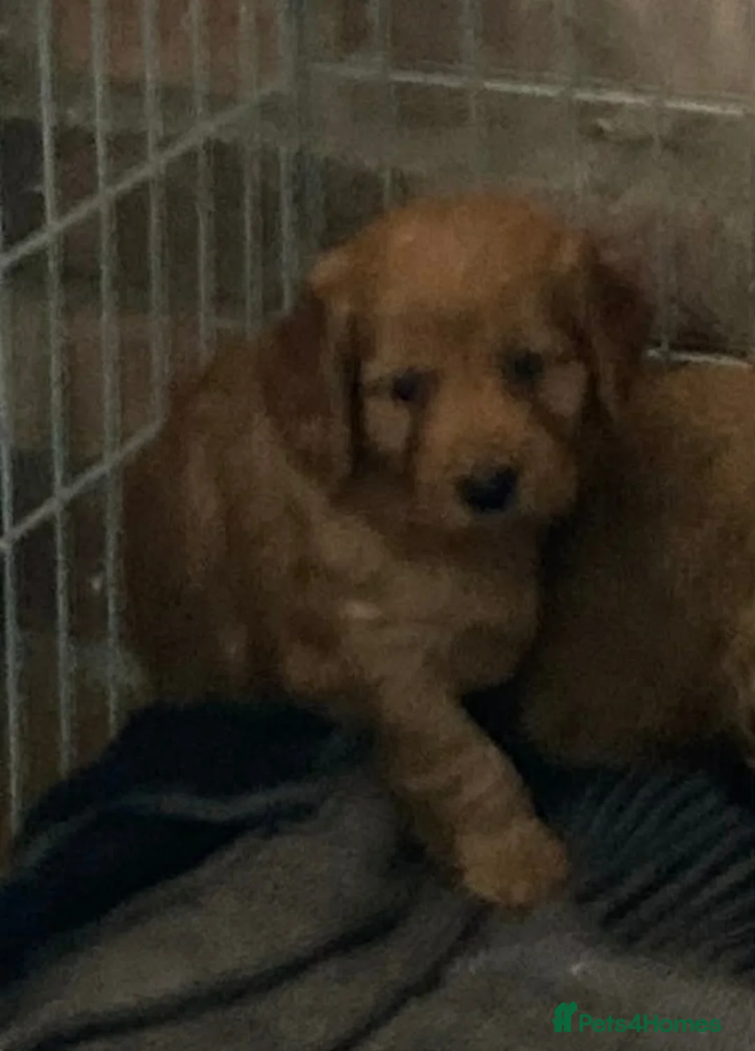 Cockapoo dogs for sale: Cockapoo puppies  - Advert 10