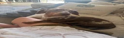 Dachshund dogs for sale: Gorgeous Dapple Dachshund  in Portsmouth - Advert 7