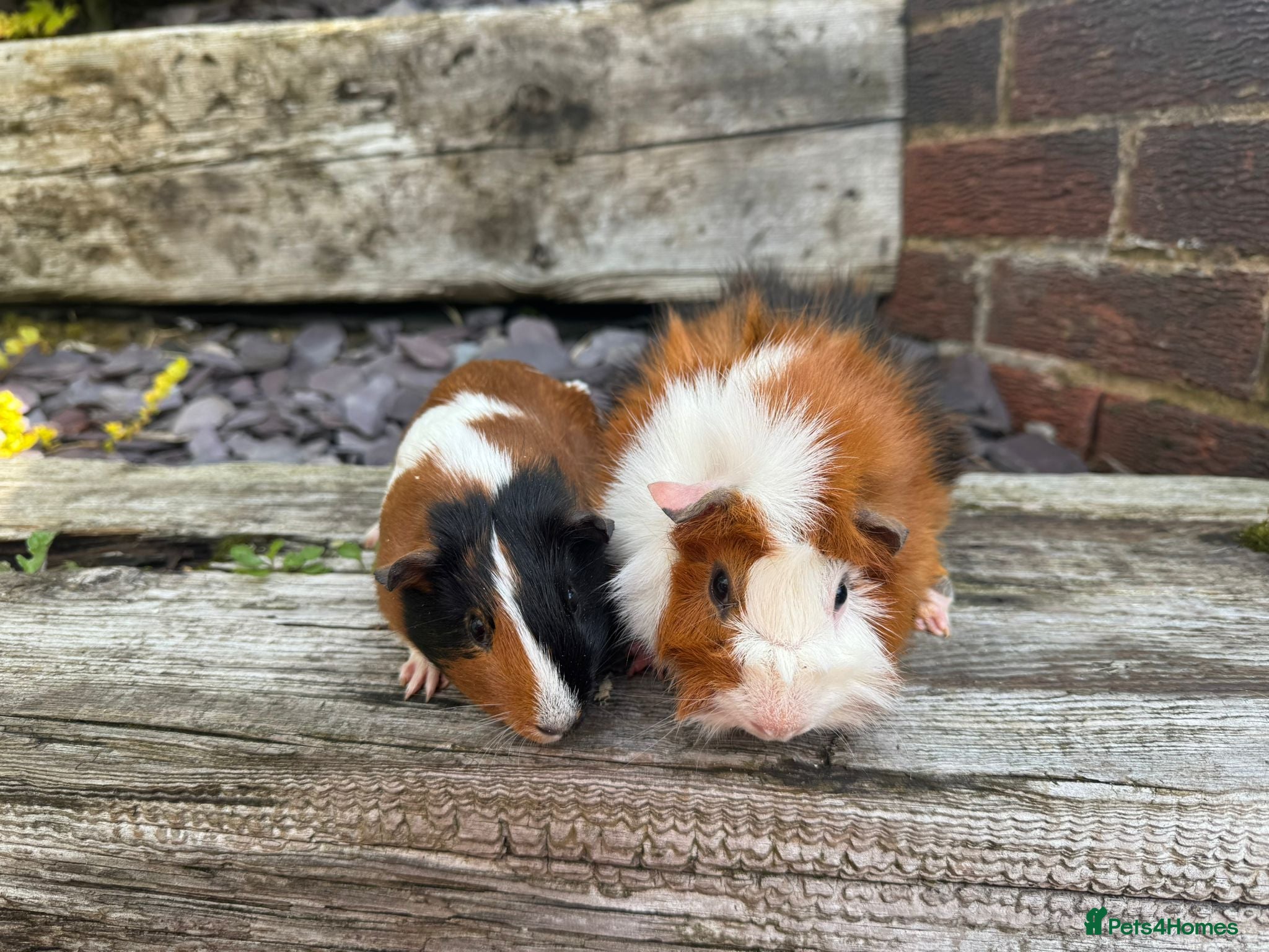 Guinea Pig rodents Gorgeous baby and young guinea pigs. Sheffield. - Advert 18