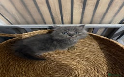 Ragdoll cats for sale: Cross breed Ragdoll kitten - Image 5