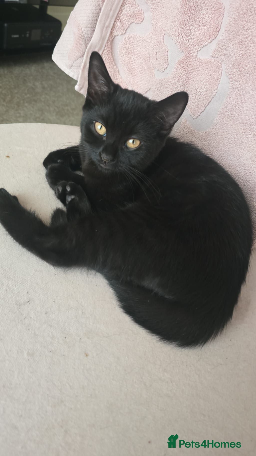 Mixed Breed cats Lovely black mixed breed kitten  - Advert 7