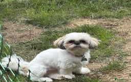 Shih Tzu dogs for sale: Pure Breed Female Shih Tzu for Re-Homing - Image 3