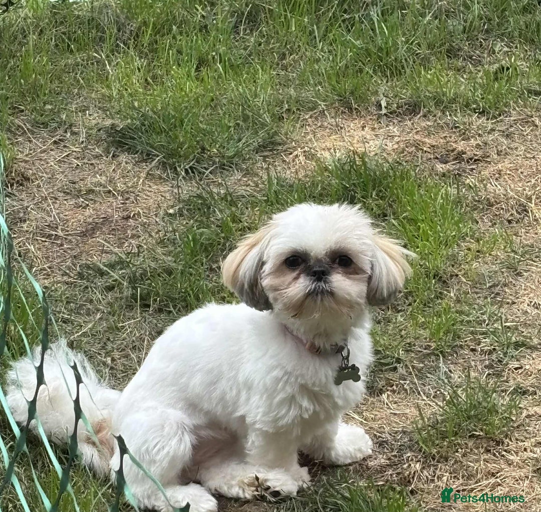 Shih Tzu dogs for sale: Pure Breed Female Shih Tzu for Re-Homing - Image 3
