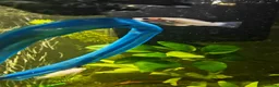 Mollies fish for sale: Molly fish  in Tunbridge Wells - Advert 5
