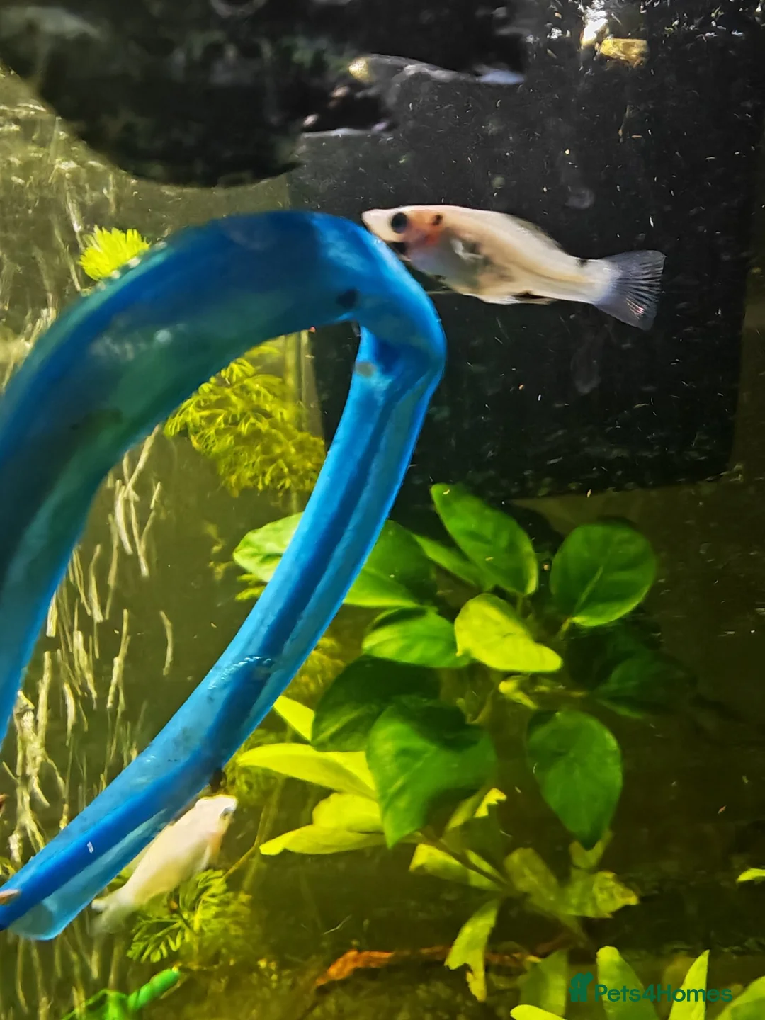 Mollies fish for sale: Molly fish  in Tunbridge Wells - Advert 5