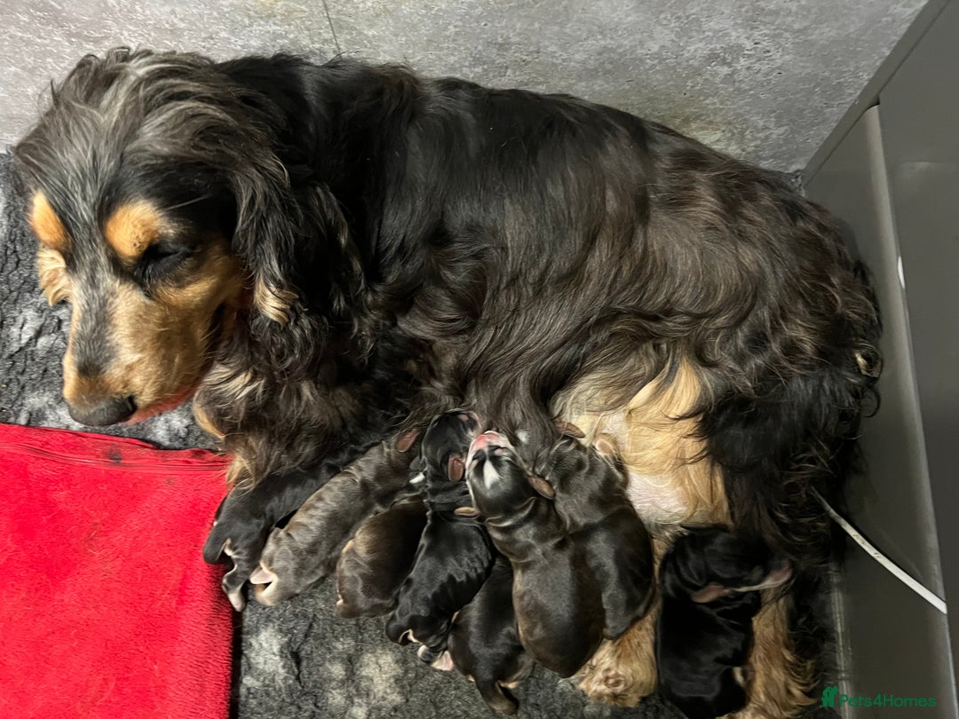 Cocker Spaniel dogs for sale: KC Reg show cocker spaniels. DNA tested parents in Gainsborough - Image 3
