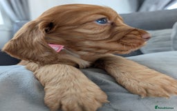 Cocker Spaniel dogs for sale: Cocker spaniel puppies - Advert 9