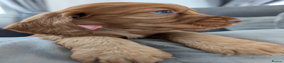 Cocker Spaniel Puppy 6