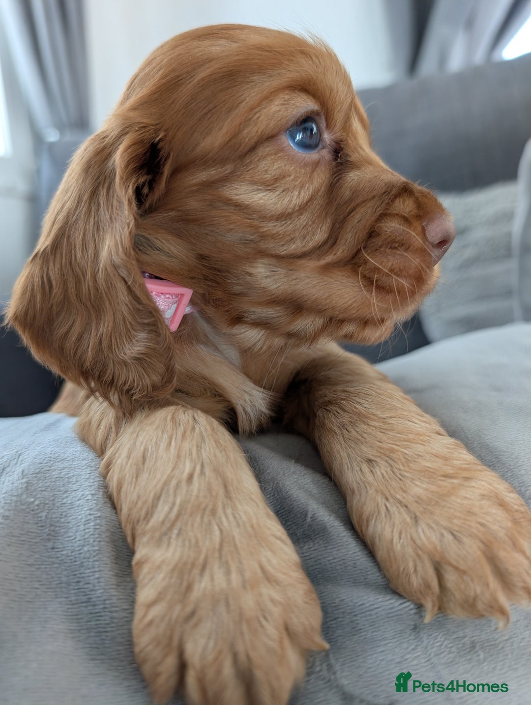 Cocker Spaniel dogs for sale: Cocker spaniel puppies - Advert 9