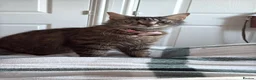 Mixed Breed cats for sale: Half ragdoll half silver bengal  - Advert 17