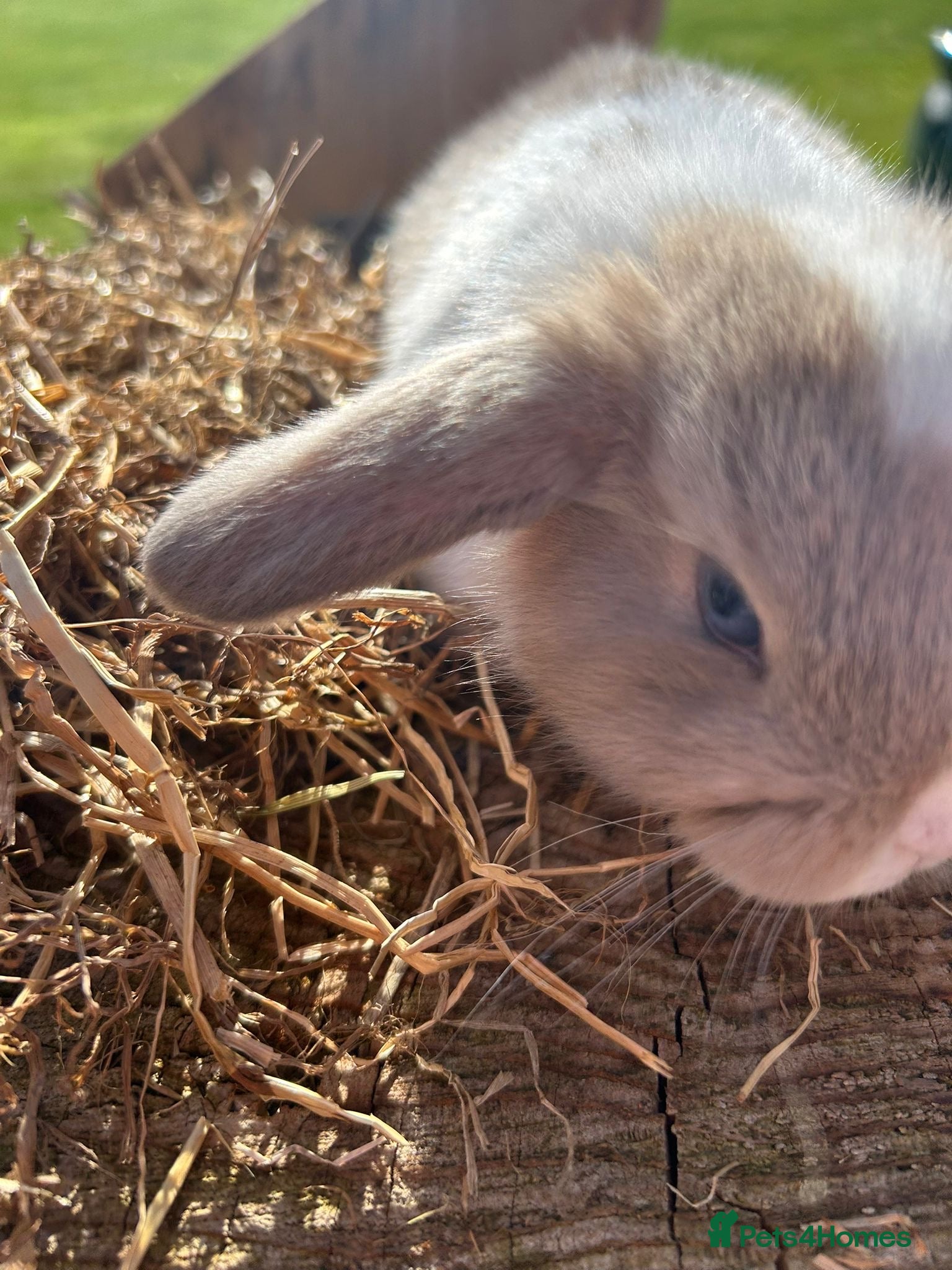 Mini Lop rabbits Beautiful mini lops - Advert 2