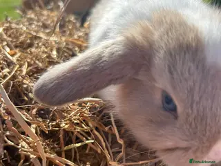 Mini Lop rabbits Beautiful mini lops - Advert 2