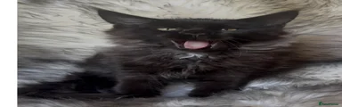 Black Collar - Black 