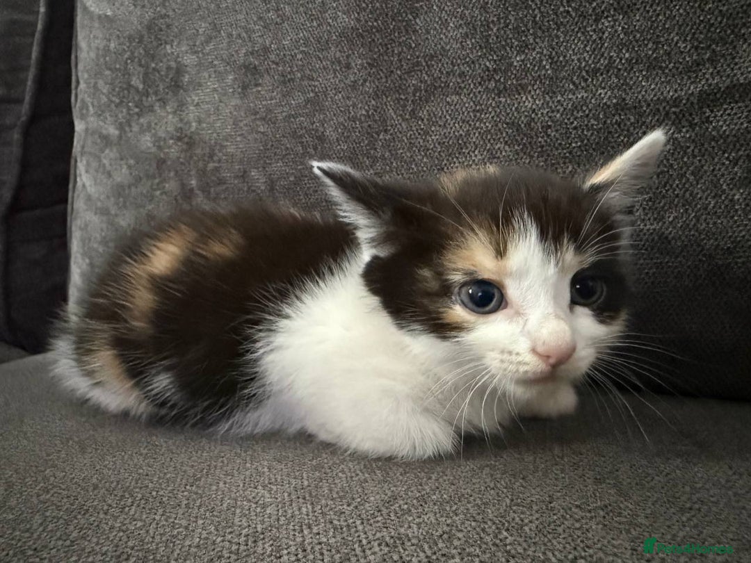 American Shorthair cats for sale: Smart stunning mixed colour kittens  - Image 17