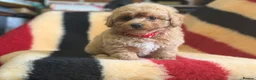 Poochon dogs for sale: Absolutely gorgeous poochon boys ready now  in Chester - Advert 9