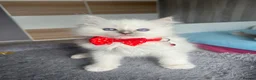 Ragdoll cats for sale: Pedigree Ragdoll kittens  - Advert 14