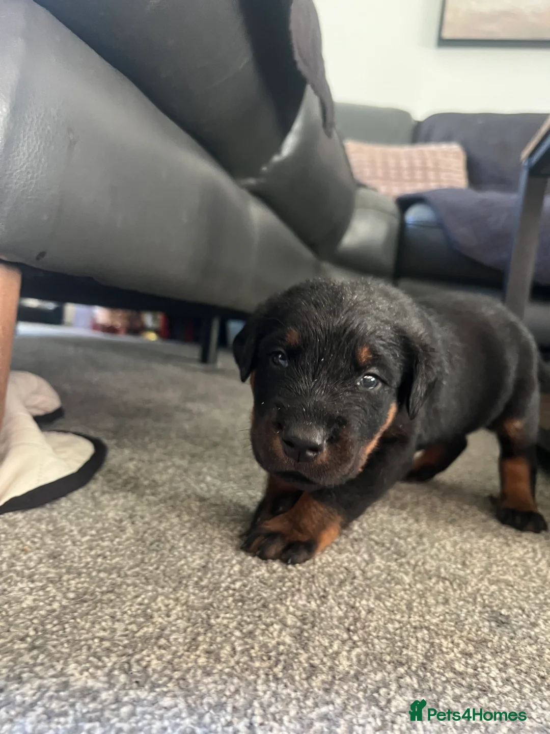 Mixed Breed dogs for sale: Adorable Doberman & Beauceron puppies for sale - Advert 19