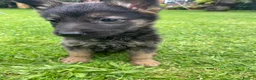 German Shepherd dogs for sale: Big chunky farm bred German shepherds ready now. - Advert 13