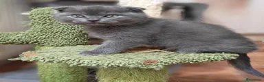 Scottish Fold 2