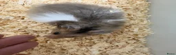 Hamster rodents for sale: Baby Syrian hamsters - Advert 8
