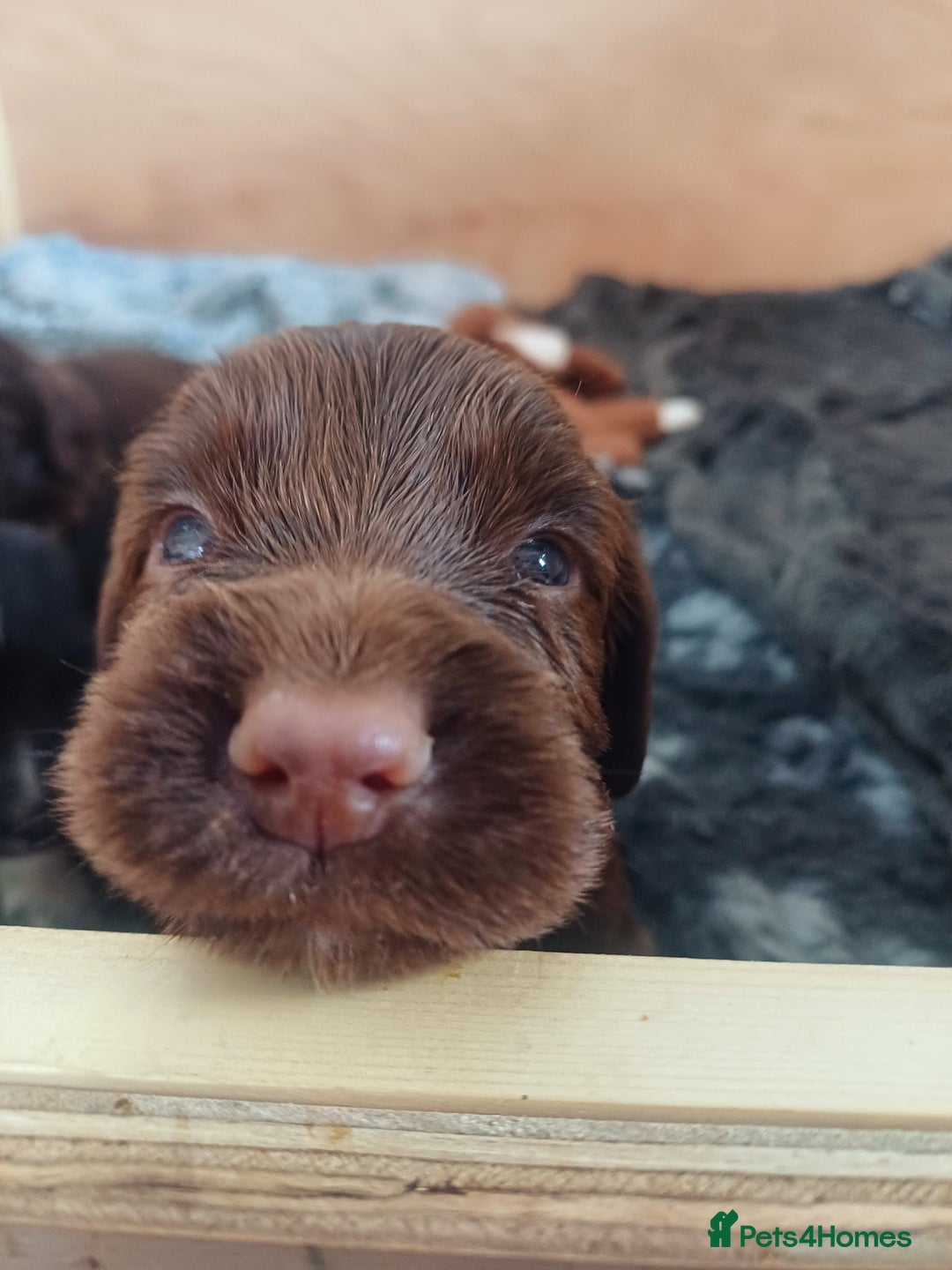 Cocker Spaniel dogs for sale: Working cocker spaniels 4 weeks old - Image 21